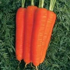Стромболі F1 - морква Нантського типу, 100000 насіння, Clause (Tezier) Клаус, Франція фото, цiна
